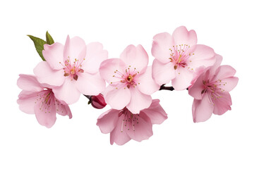 Fototapeta premium cherry blossoms. isolated on a transparent background.