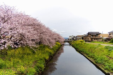綺麗な桜と菜の花と小川