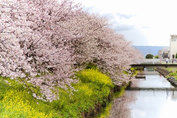 綺麗な桜と菜の花と小川