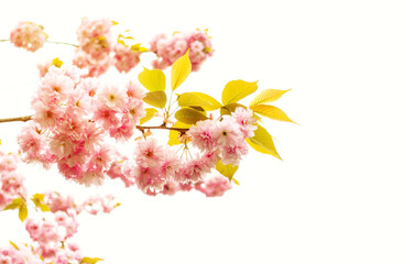 Pink flowers of a blossoming cherry tree. Sakura blossoms.