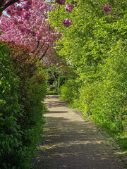 footpath in the park during springtime, blooming of shrubs