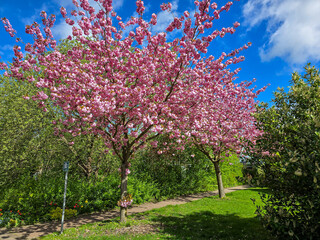 blossom of cherry trees in the park