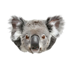 Obraz premium Extreme front view of realistic koala head which is mounted on a wall isolated on a white transparent background