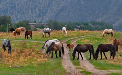 Russia. South of Western Siberia, the Altai Mountains. A small herd of horses graze peacefully in a spring pasture against the background of overgrown mountains.