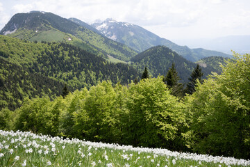 Daffodils in Slovenian Alps