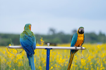 blue and yellow macaw standing on aluminum rod