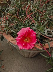 closeup of flower, rose plant, rose flower, red rose,pink rose