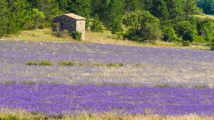 Lavender field in Provence France - 784511013