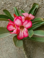 closeup of adenium flower