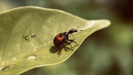 Focused Leaf Roller Weevil Beetle, Attelabidae on leaf