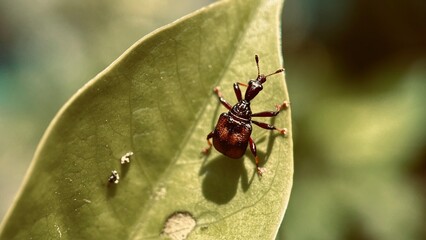 Focused Leaf Roller Weevil Beetle, Attelabidae on leaf