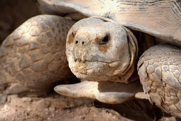 Portret dużego żółwia pustynnego - obrazy, fototapety, plakaty