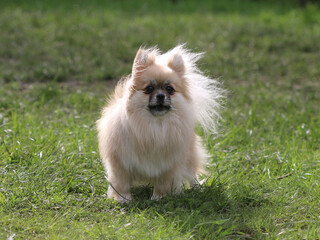 Spitz - Pomerania - Pomeranian dog