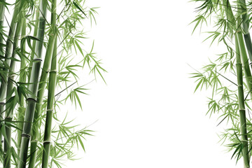 Tall bamboo trees The trunk is slender and straight. Light green leaves Isolated on white background