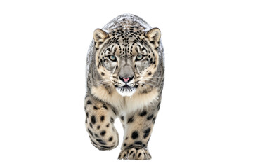 A majestic leopard stands majestically Isolated on a white background.