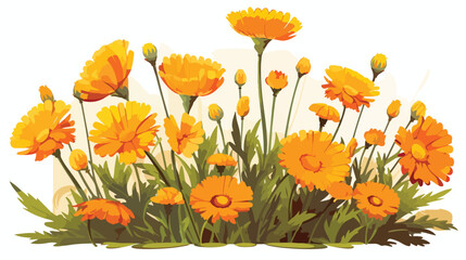 Summer blossoming of calendula marigold flowers 2d - obrazy, fototapety, plakaty