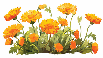 Summer blossoming of calendula marigold flowers 2d - obrazy, fototapety, plakaty