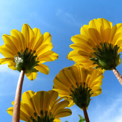 春にガザニアが黄色い花を咲かせています