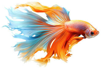 Fototapeta premium Brightly colored fighting fish swimming, Isolated on a transparent background.