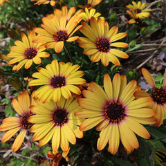 春にマーガレットが黄色い花を咲かせています