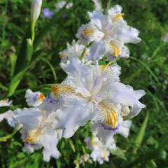 Obraz premium 春にシャガが白い花を咲かせています