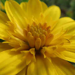 春にマーガレットが黄色い花を咲かせています