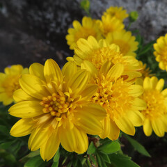 春にマーガレットが黄色い花を咲かせています
