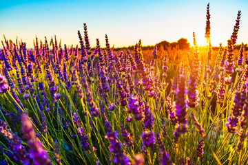 Lavender field at sunset light - 784516881