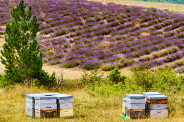 Bee hives at lavender field - 784517265