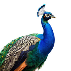 Peacock isolated on transparent background