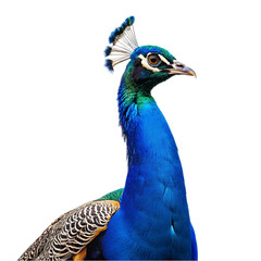 Obraz premium Peacock isolated on transparent background