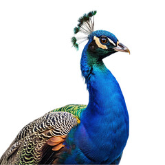 Peacock isolated on transparent background