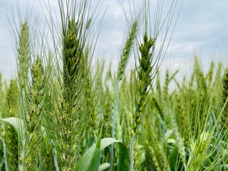 Green wheat before cutting 