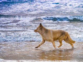 Wet dog playing on beach in sea water - 784518256