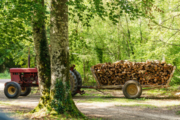 Pile of wood wooden logs on wagon in forest - 784518691