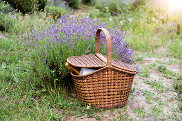 Basket for picnic in the lavender field at sunset. Wine in the basket