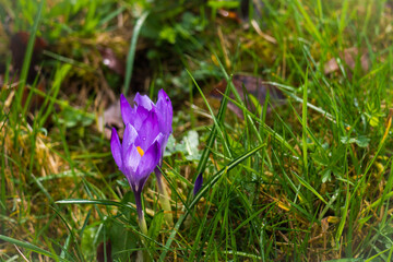 Crocus Flower Germany Black Forest Bad Teinach Zavelstein