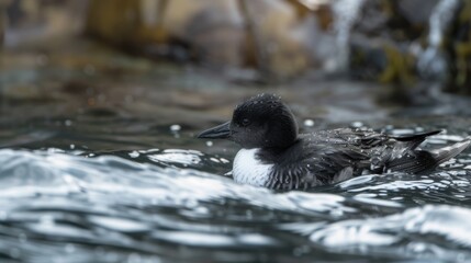 Black and White Duck Floating on Body of Water