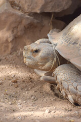 Portret dużego żółwia pustynnego - obrazy, fototapety, plakaty
