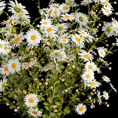 Small bouquet of wildflowers daisies chamomile isolated on black background - obrazy, fototapety, plakaty