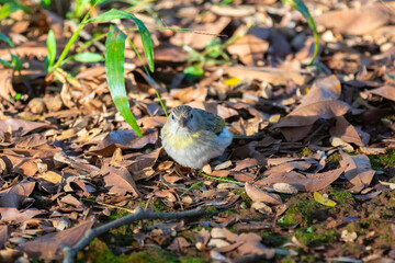 True Canary (Sicalis flaveola). 