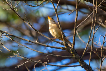 Tropical bird known as the 