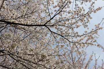 Cherry blossoms in full bloom against the blue sky background 