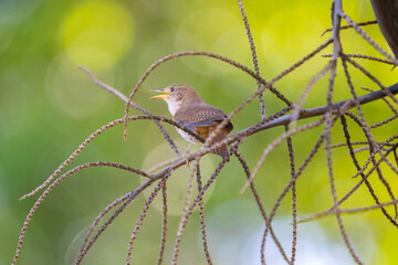 Tropical bird known as the 