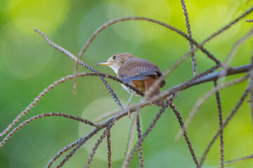Tropical bird known as the 