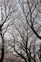 Cherry blossoms in full bloom background 