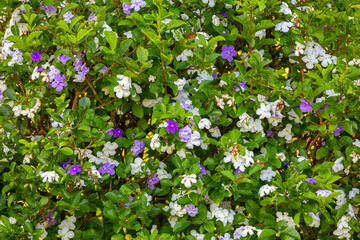 Vegetation background with multicolored flowers and green leaves in full frame