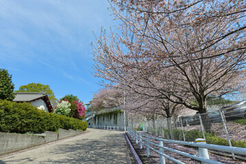 横浜市旭区の桜が見れるいい感じの道路
 - obrazy, fototapety, plakaty