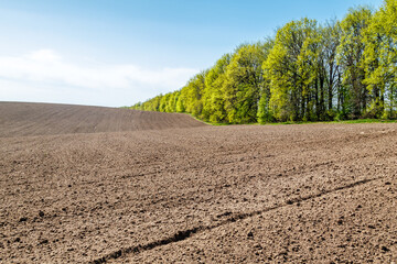 A freshly plowed and sown agricultural field at the beginning of the spring season. The surface of...