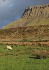 Sheep grazing in field near Benbulben Mountain, against backdrop of overcast skies on spring day